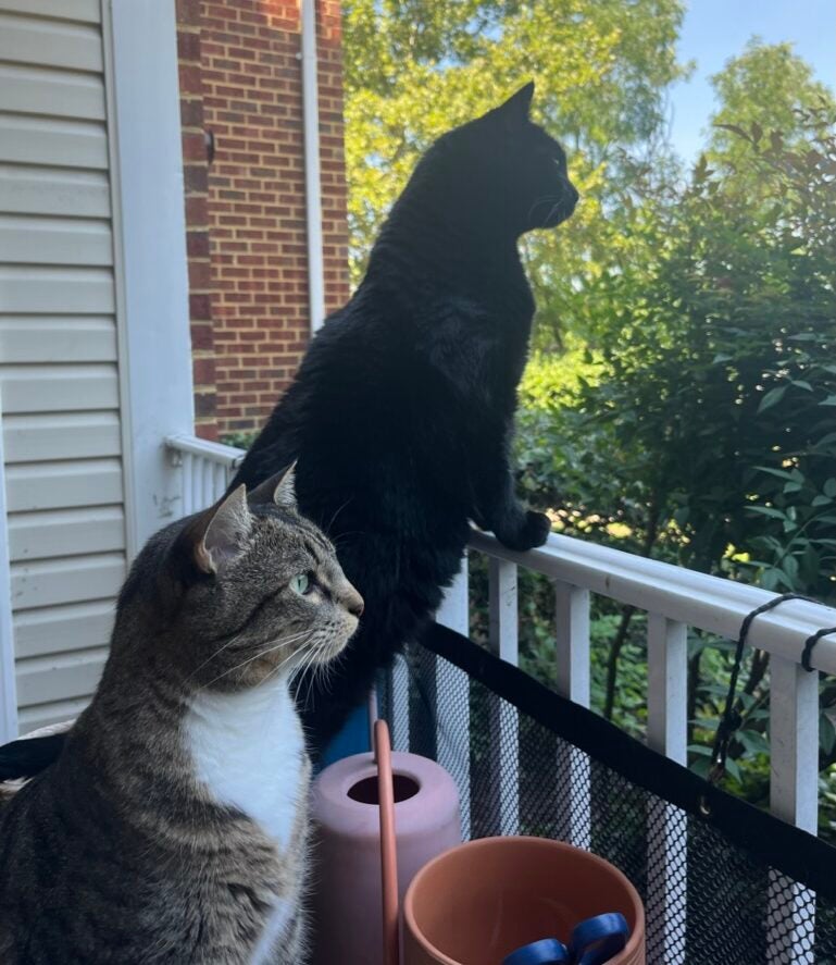 Valerie & Rose (cats)