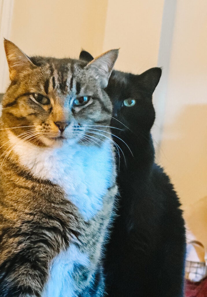 Valerie & Rose (cats)