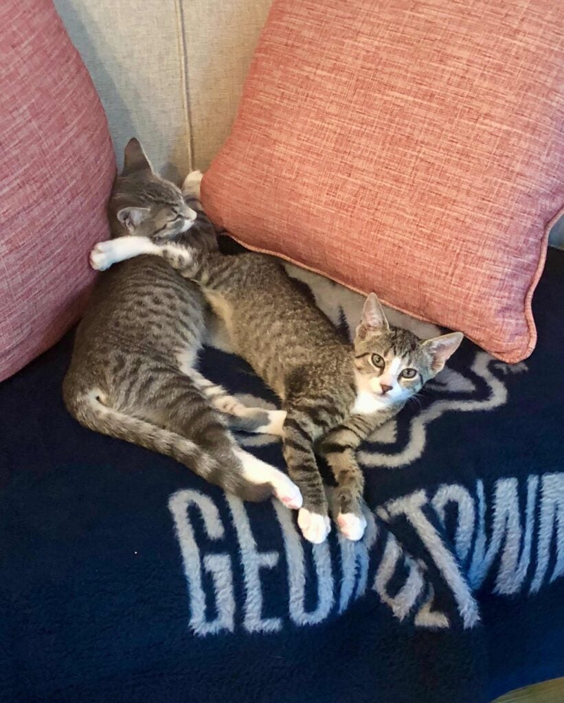Two cats play on a couch.